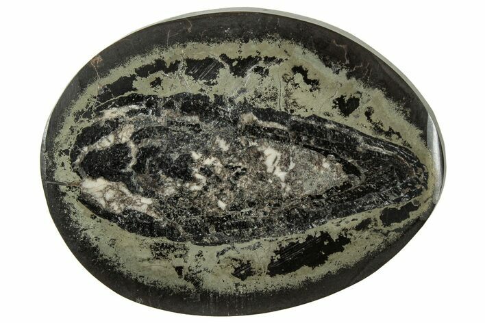 Polished Fish Coprolite (Fossil Poo) Nodule Half - Scotland #314879